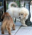 /album/co-ma-bawi/golden-retrievr-jpg/